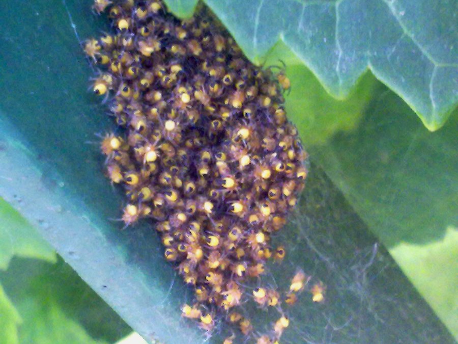 Araneus sp.